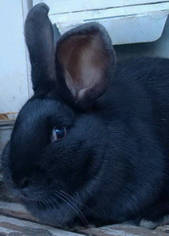 О черном кролике: описание пород и фото