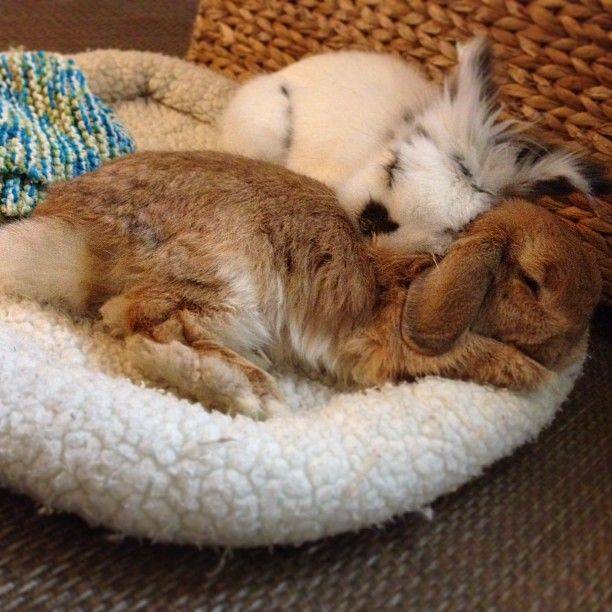 Как спят кролики декоративные?