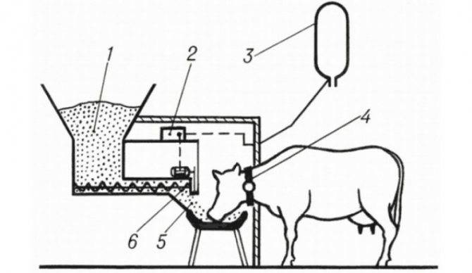 Использование автопоилок и автодоек для коров