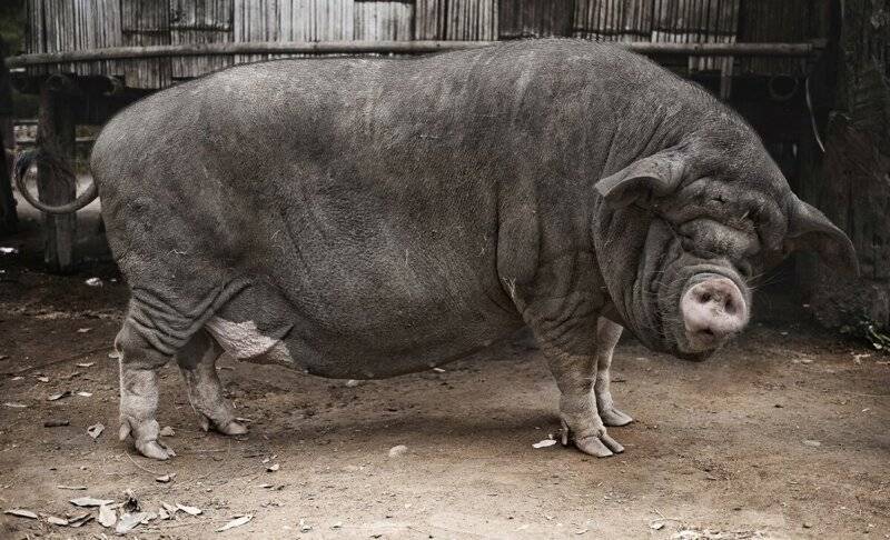 Самая большая свинья в мире: предмет гордости и домашний любимец