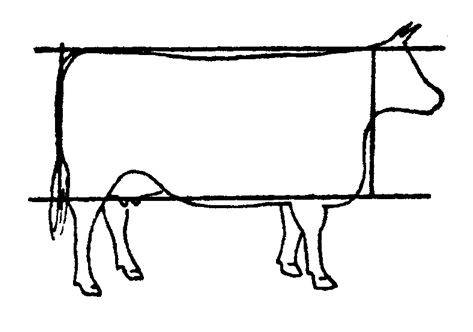 Как выбрать хорошую корову: мясную, молочную, внешние признаки, возраст, здоровье, народные приметы
