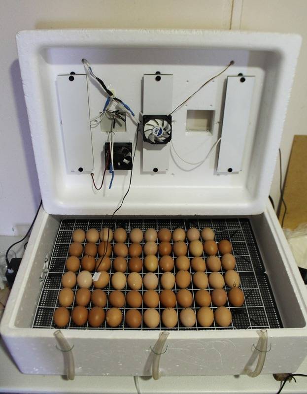 Рейтинг топ 5 лучших инкубаторов для яиц, выбираем хороший инкубатор
