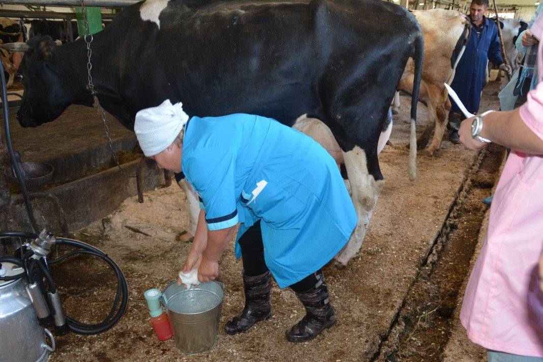 Как доить корову доильным аппаратом, машинное доение коров