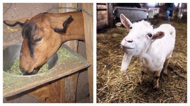 Сколько молока дает коза в сутки?