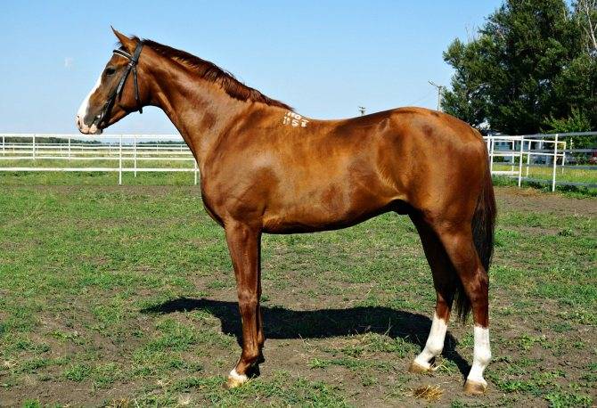 Ганноверская лошадь – это… что такое ганноверская лошадь?