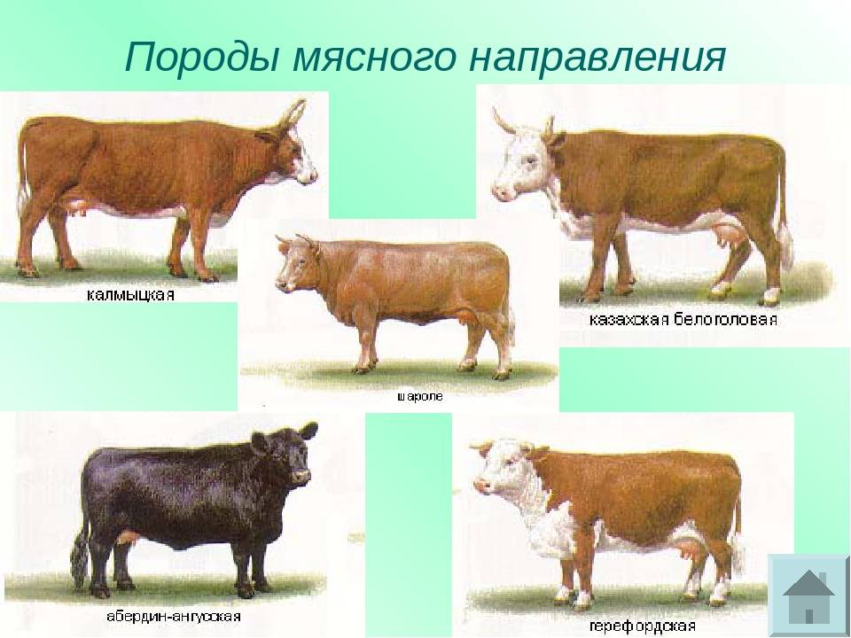 Мясные породы КРС: выбор коров и бычков для климата России