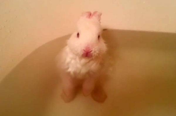 ᐉ можно ли купать декоративного кролика и как это делать? - zooon.ru