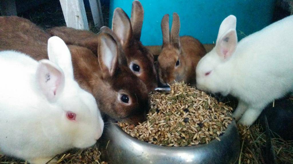 Чем можно кормить декоративного кролика в домашних условиях?