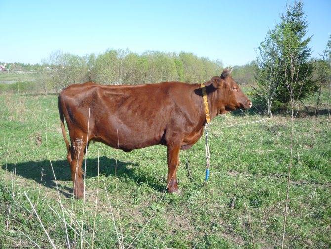 Красногорбатовская порода коров: характеристика, содержание и уход