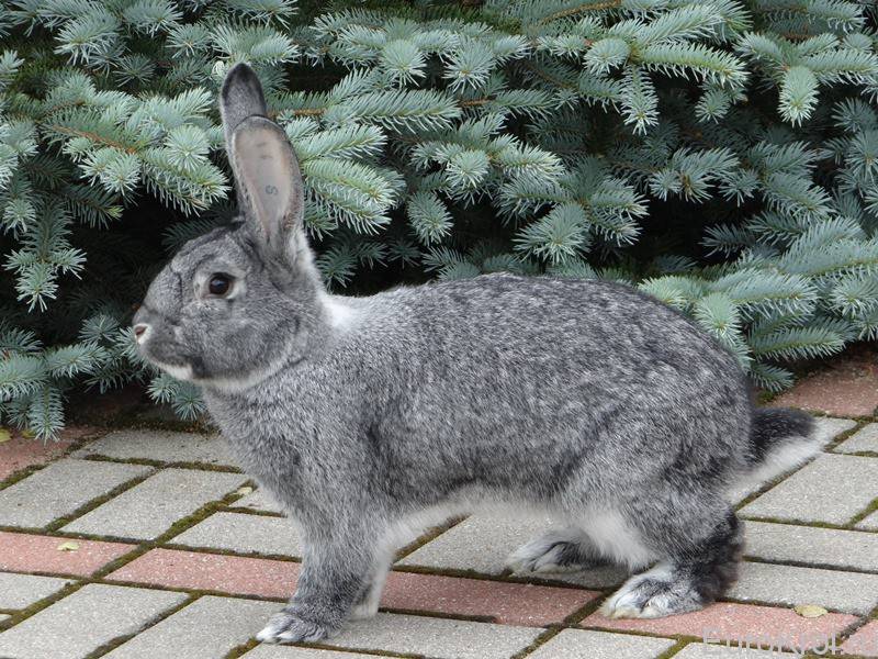 Кролики советская шиншилла: характеристика, особенности разведения в домашних условиях