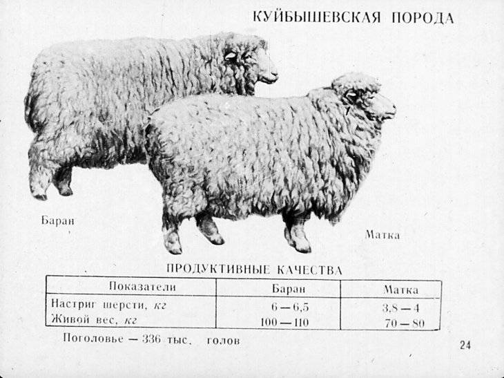 Куйбышевская порода овец и баранов характеристика фото