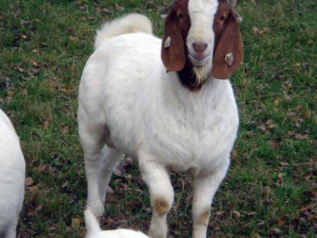 Ангорская порода коз – как получить лучшую шерсть?