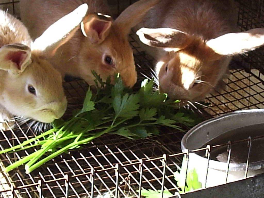 Горох для кроликов как кормить, можно ли давать кроликам горох