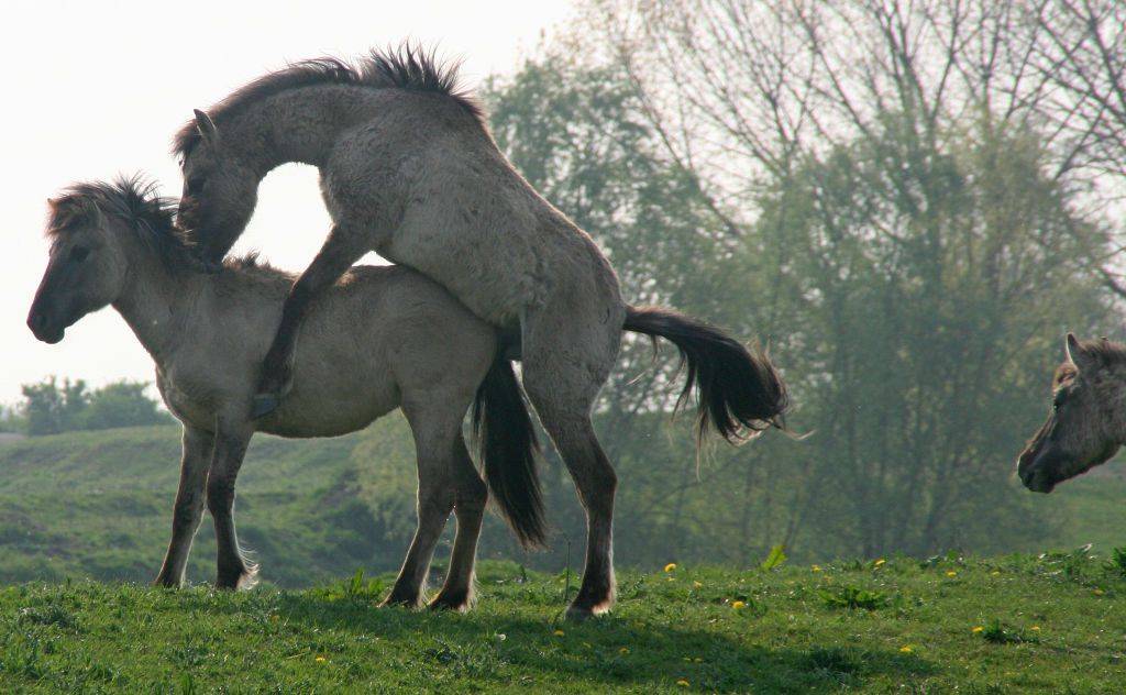 Что нужно знать про спаривание лошадей для успешного их разведения?
