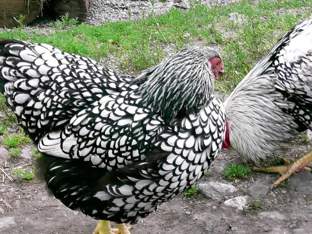 Птицы, адаптирующиеся к любым условиям — порода кур виандот