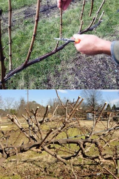 Правильная обрезка винограда весной