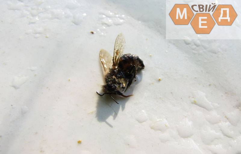 Вирусный паралич пчел - способы лечения и диагностики