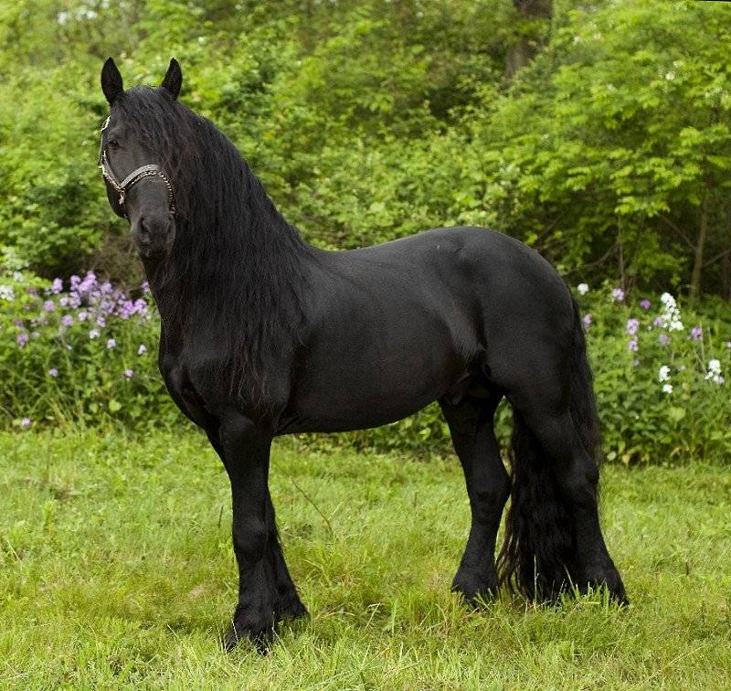 Фризская лошадь: черная красота и величие породы