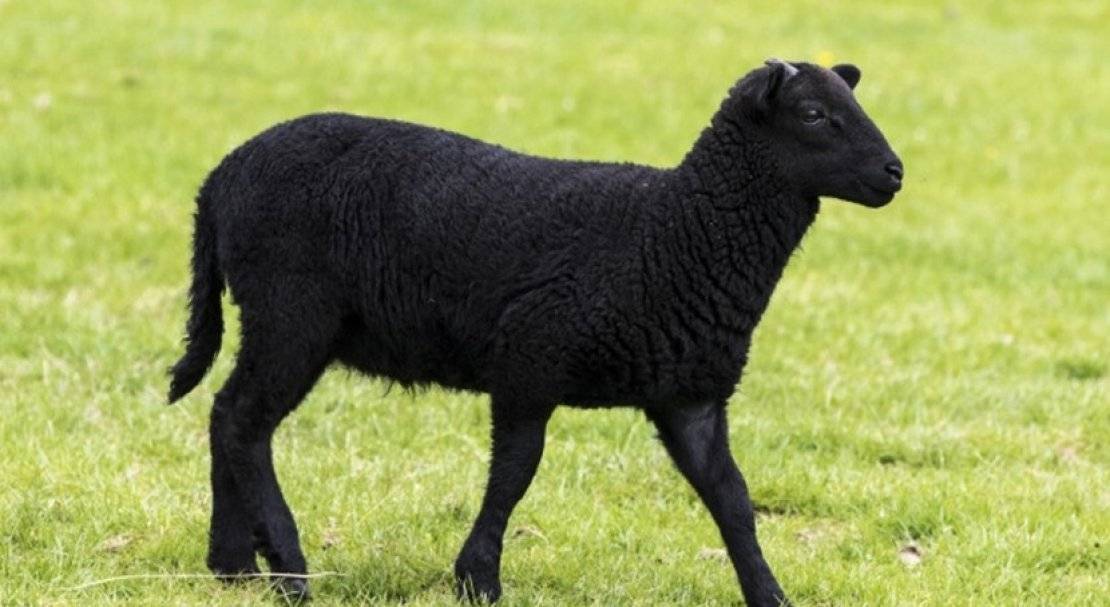 Карачаевская порода овец – характеристика внешнего вида и промышленной ценности 2021