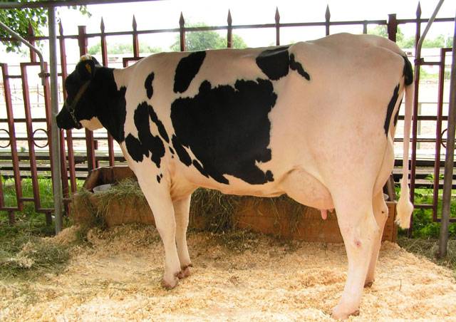 Холмогорская порода коров: описание, особенности содержания
