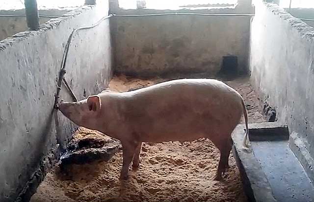 Разведение свиней как бизнес