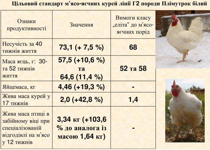 Породы бройлеров: основные характеристики и описание с фото кур лучших бройлерных пород, кормление цыплят