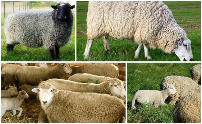 Куйбышевская порода овец: описание и разведение - подробная информация!