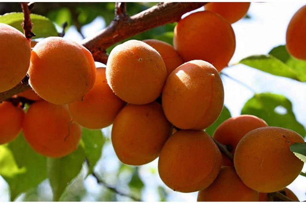 Все о сорте абрикоса северный триумф – выращиваем вкусные фрукты