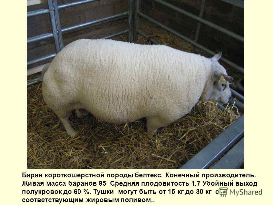 Сравнительная таблица по породам овец