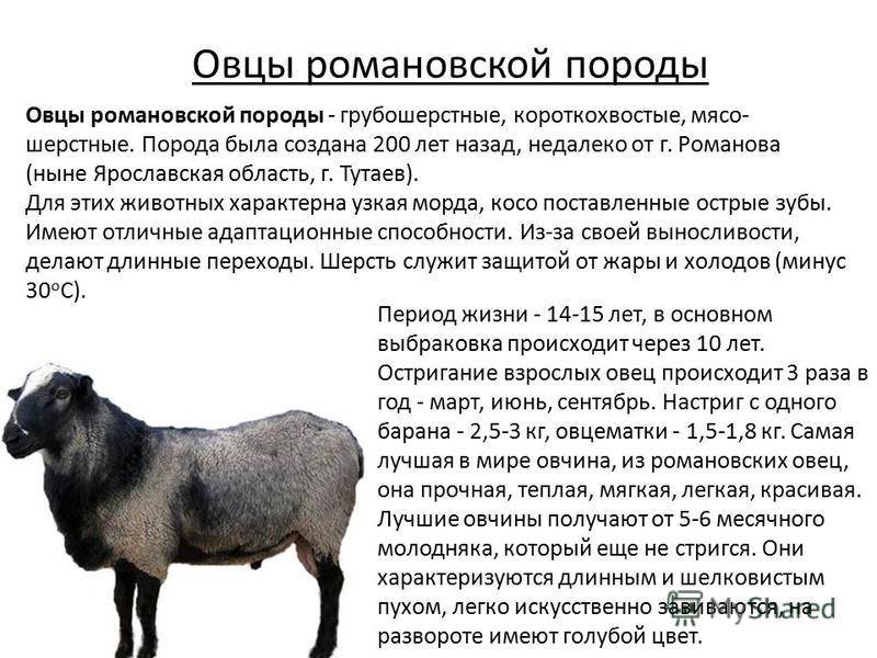 Овцы эдильбаевской породы: главное о содержании и разведении