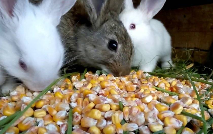 Можно ли давать кроликам пшеницу, каким зерном кормить кроликов