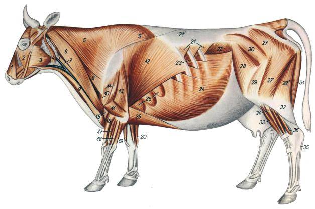Анатомия крс — строение коровы с описанием