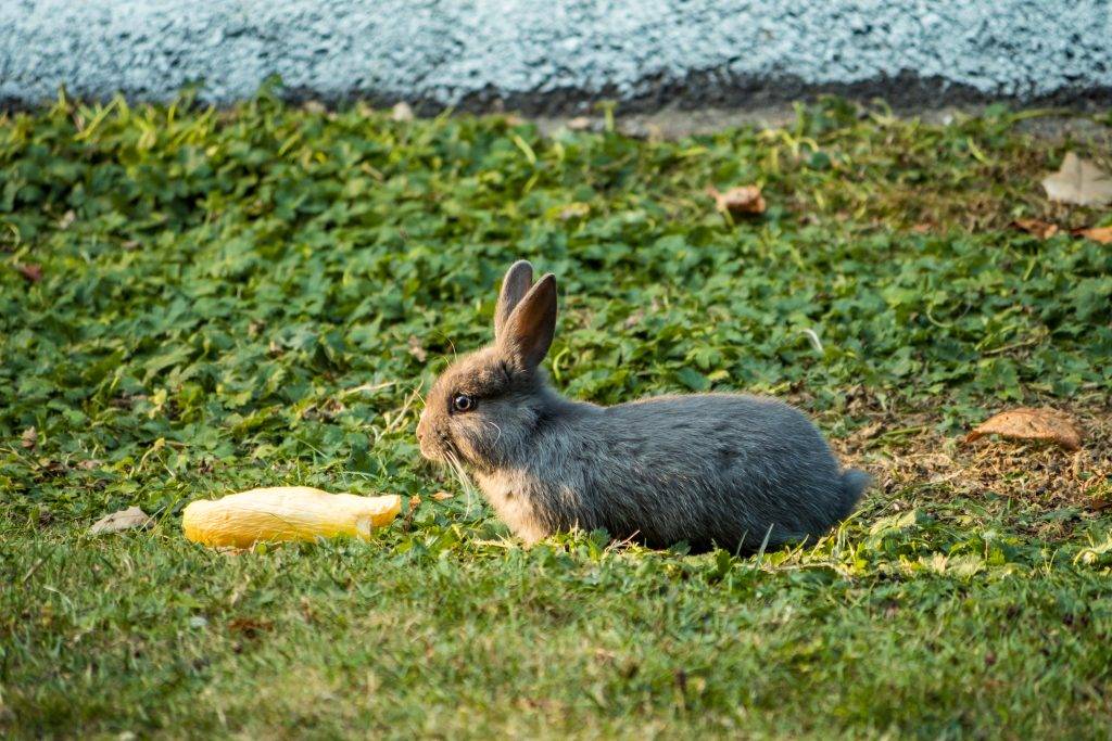 Можно ли давать кроликам арбузные корки и мякоть?