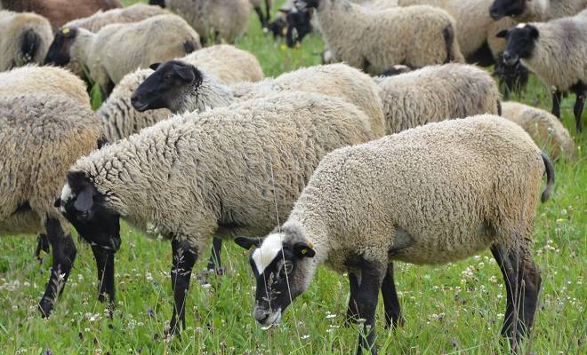 Бараны и овцы романовской породы — описание, характеристика, условия содержания.