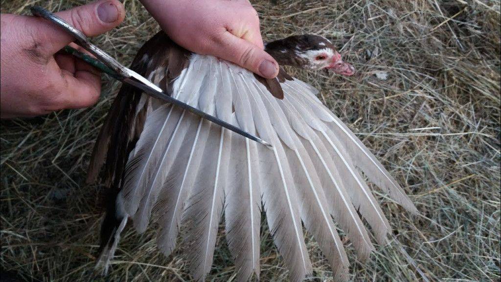 Как подрезать уткам крылья: назначение, причины, необходимые инструменты и инструкция