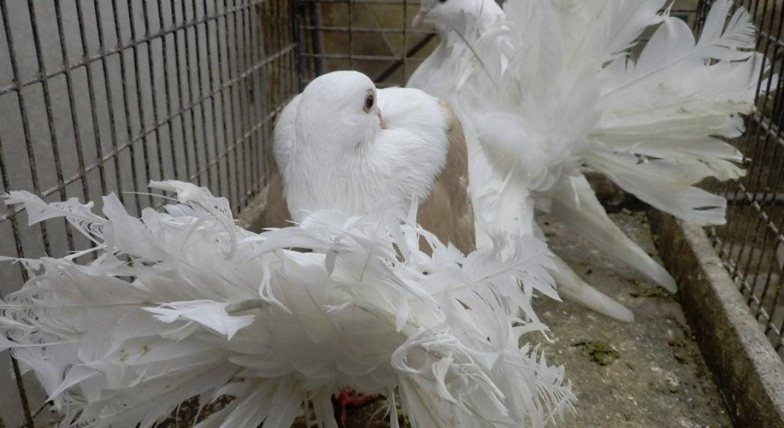 Как разводить голубей павлинов в домашних условиях - atkorm.ru