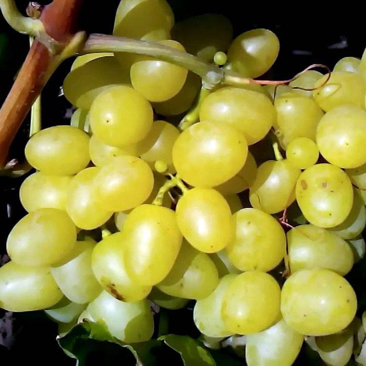 Сорт винограда аркадия: описание и характеристики