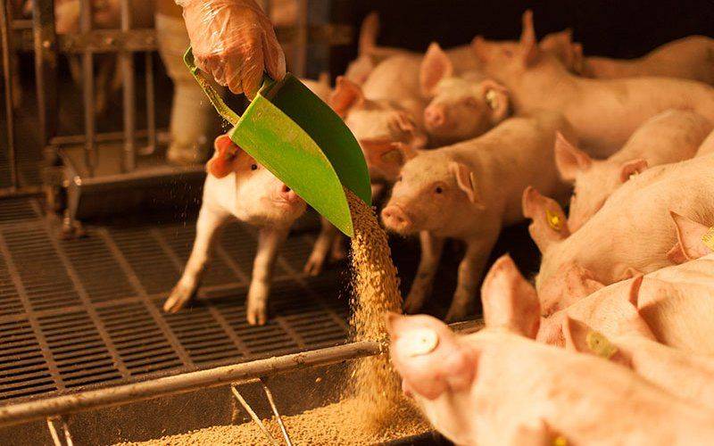 Как правильно и чем кормить поросят и свиней для быстрого роста веса: советы заводчиков и видео
