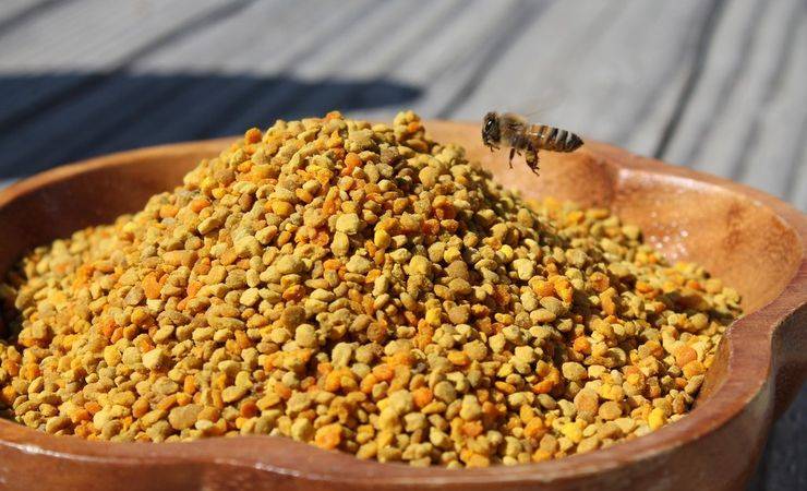 Пчелиная пыльца: полезные свойства и вред для взрослых и детей, как принимать пыльцу в лечебных целях