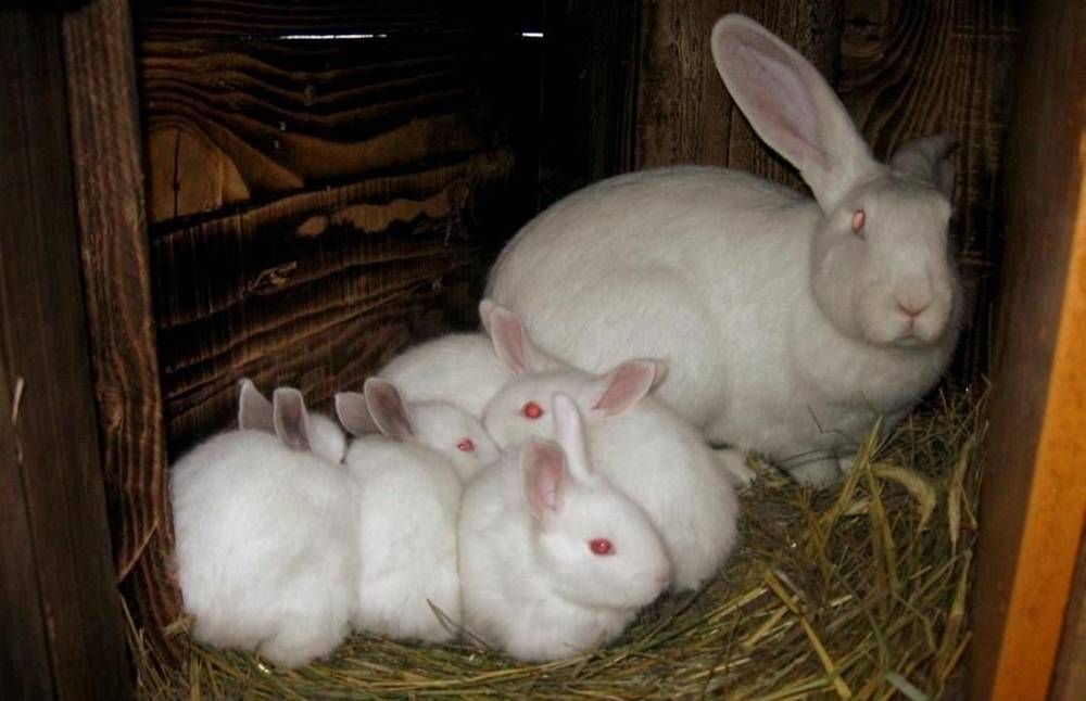 Как разводить кроликов на мясо?