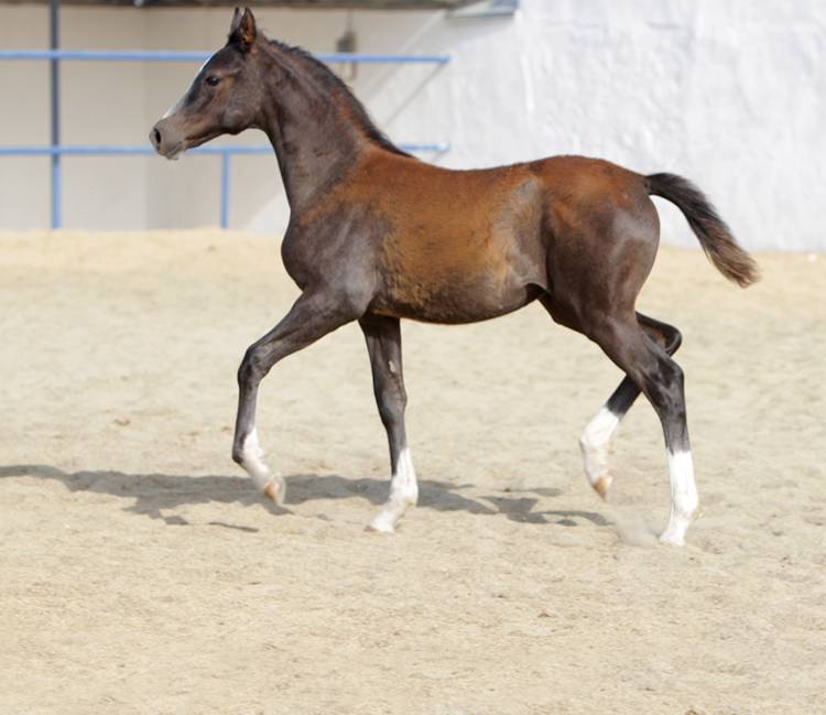 Арабская чистокровная порода лошадей, фотографии коней