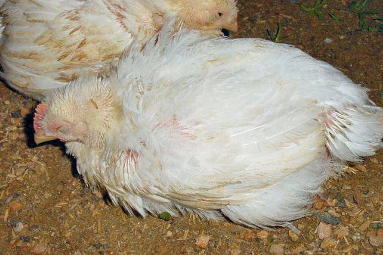 Инфекционный энцефаломиелит птиц - болезни домашней птицы
