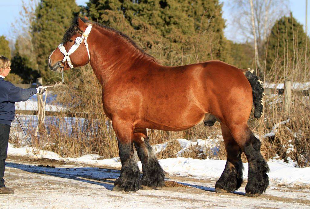 Лошади-тяжеловозы как символ мощи и стати и обзор их лучших пород