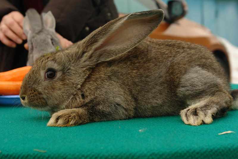 Колики породы немецкий ризен: описание, характеристика и особенности разведения кролика-великана
