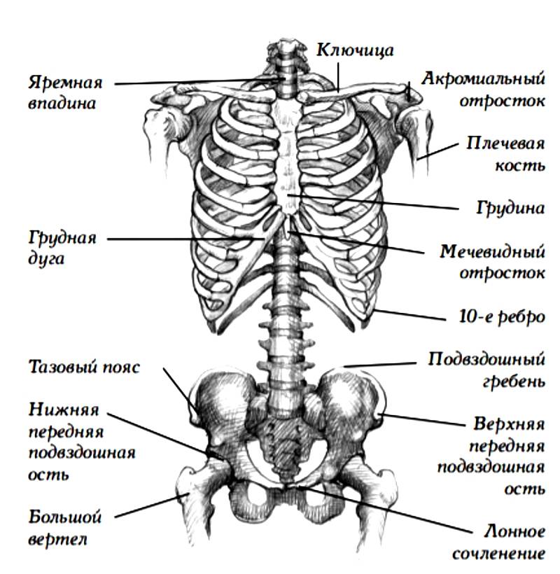 Анатомия собак: органы и скелет, физиология собаки, жизнедеятельность всех систем, феномены собачьего организма