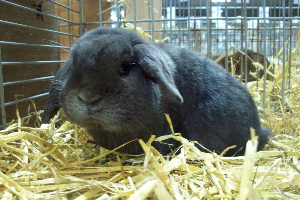 Кролик вислоухий баран - описание породы, уход и содержание