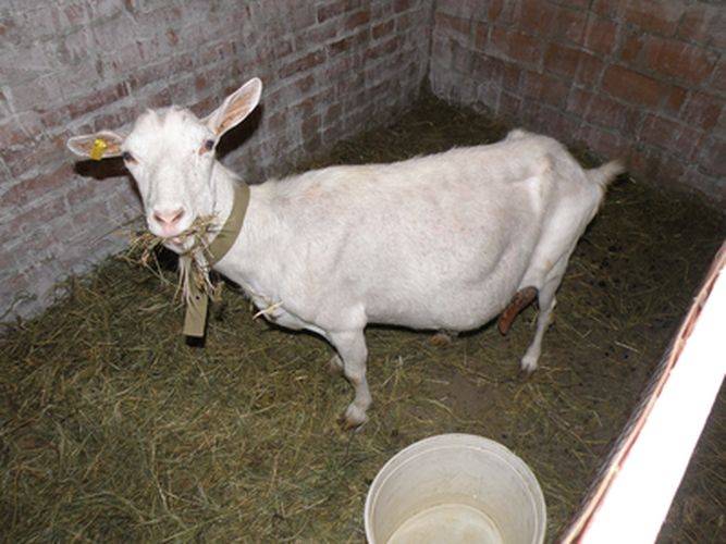 Понос у козы: причины, что делать, лечение медикаментозно и народными средствами, профилактика