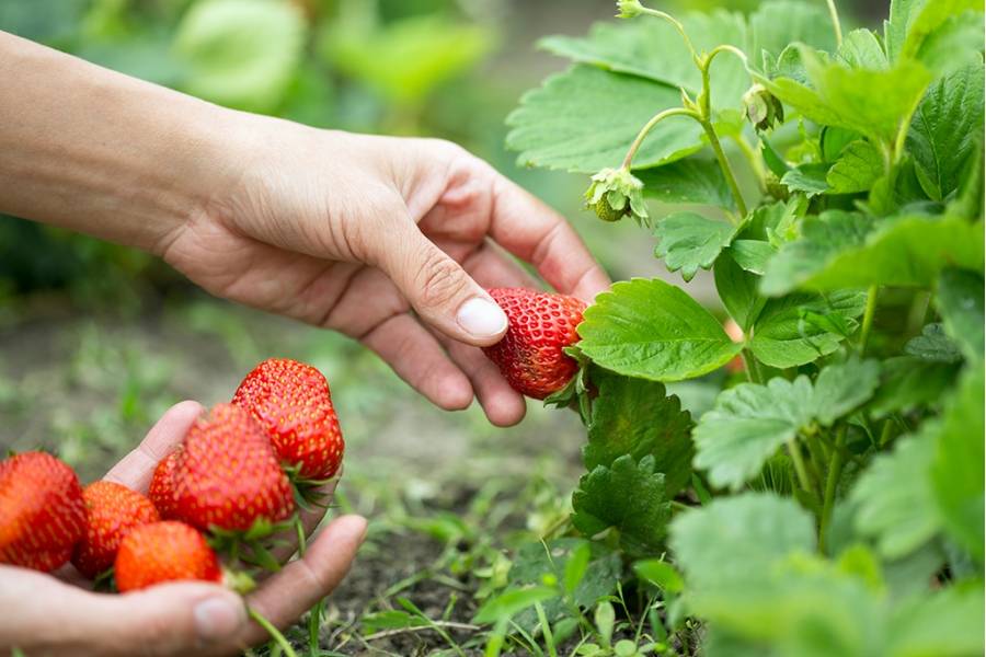 Чем подкормить клубнику, чтобы ягоды были сладкими – простой вопрос? — agroxxi