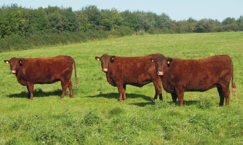 Описание и характеристики коров красной датской породы, их содержание
