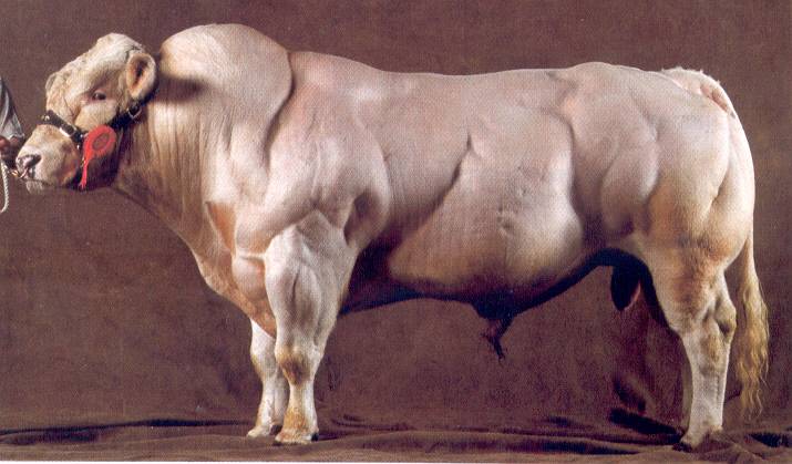 Бельгийская голубая корова, особенности породы, внешность и содержание
